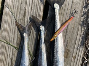 Hornfisk (Belone belone) - Fanget d. 13. maj 2023. hornfiskefiskeri, game fish, blink, silkekrog