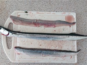 Hornfisk (Belone belone) - Fanget d. 18. juni 2021. hornfiskefiskeri, game fish, blink, silkekrog