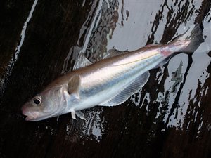 Hvilling (Merlangius merlangus) - Fanget d. 30. marts 2024. hvillingefiskeri, sild, børsteorm, sandorm, spidse, tænder