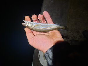Hvilling (Merlangius merlangus) - Fanget d. 22. maj 2022. hvillingefiskeri, sild, børsteorm, sandorm, spidse, tænder