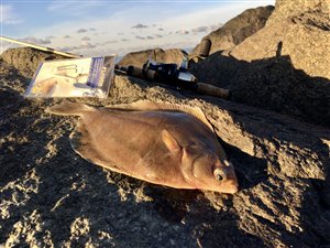 Ising (Limanda limanda) - Fanget d. 20. november 2022. isingefiskeri, sild, børsteorm, kræsen, sandigle, sandorm, hornfisk