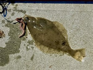 Ising (Limanda limanda) - Fanget d. 29. juni 2023. isingefiskeri, sild, børsteorm, kræsen, sandigle, sandorm, hornfisk
