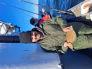 Ising (Limanda limanda) - Fanget d. 3. april 2023. isingefiskeri, sild, børsteorm, kræsen, sandigle, sandorm, hornfisk