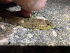 Kortfinnet fløjfisk (Callionymus reticulatus) - Fanget d. 22. april 2023. fløjfiskfiskeri