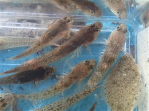 Lerkutling (Pomatoschistus microps) - Fanget d. 6. juni 2020. lerkutlingefiskeri, lille, bundfisk