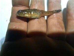 Lerkutling (Pomatoschistus microps) - Fanget d. 10. juni 2022. lerkutlingefiskeri, lille, bundfisk