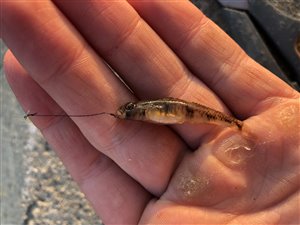 Lerkutling (Pomatoschistus microps) - Fanget d. 9. oktober 2021. lerkutlingefiskeri, lille, bundfisk