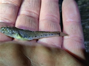 Lerkutling (Pomatoschistus microps) - Fanget d. 14. marts 2024. lerkutlingefiskeri, lille, bundfisk