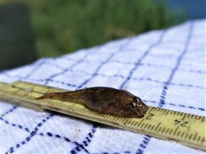Lerkutling (Pomatoschistus microps) - Fanget d. 10. juni 2023. lerkutlingefiskeri, lille, bundfisk