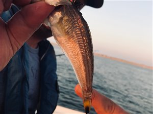 Lille fjæsing (Echiichthys vipera) - Fanget d. 26. juli 2019. fjæsingefiskeri, giftig