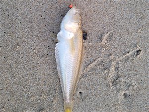 Lille fjæsing (Echiichthys vipera) - Fanget d. 18. september 2021. fjæsingefiskeri, giftig