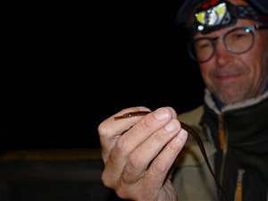 Lille tangnål (Syngnathus rostellatus) - Fanget d. 5. september 2023. tangnålfiskeri