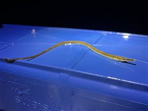Lille tangnål (Syngnathus rostellatus) - Fanget d. 27. marts 2024. tangnålfiskeri
