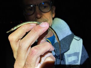 Lille tangnål (Syngnathus rostellatus) - Fanget d. 7. august 2022. tangnålfiskeri