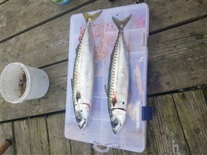 Makrel (Scomber scombrus)  - Fanget d. 9. september 2019.  makrelfiskeri, makrelforfang, flue, flådfiskeri, minitun