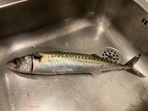 Makrel (Scomber scombrus) - Fanget d. 19. juli 2023. makrelfiskeri, makrelforfang, flue, flådfiskeri, minitun