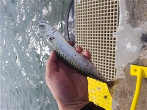 Makrel (Scomber scombrus) - Fanget d. 28. juli 2021. makrelfiskeri, forfang, flue, røget makrel, flåd, agnfisk, fight, minitun
