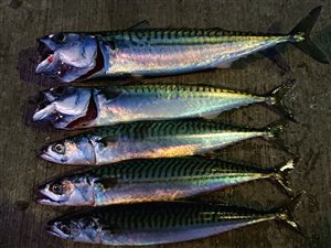 Makrel (Scomber scombrus) - Fanget d. 4. august 2021. makrelfiskeri, forfang, flue, røget makrel, flåd, agnfisk, fight, minitun