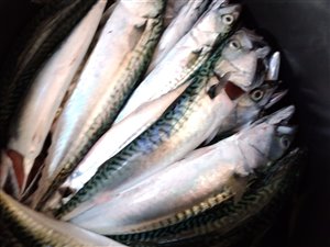 Makrel (Scomber scombrus) - Fanget d. 24. juli 2021. makrelfiskeri, forfang, flue, røget makrel, flåd, agnfisk, fight, minitun
