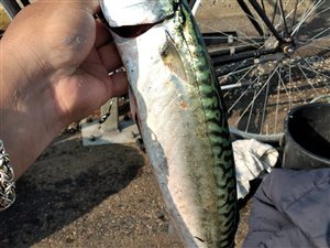 Makrel (Scomber scombrus) - Fanget d. 18. juni 2023. makrelfiskeri, makrelforfang, flue, flådfiskeri, minitun