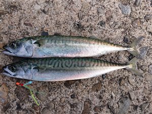 Makrel (Scomber scombrus) - Fanget d. 15. juli 2022. makrelfiskeri, makrelforfang, flue, flådfiskeri, minitun
