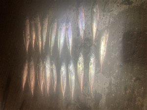 Makrel (Scomber scombrus) - Fanget d. 18. august 2023. makrelfiskeri, makrelforfang, flue, flådfiskeri, minitun