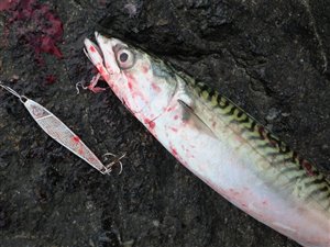 Makrel (Scomber scombrus) - Fanget d. 8. september 2023. makrelfiskeri, makrelforfang, flue, flådfiskeri, minitun