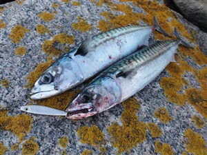 Et par pæne makreller fra Østmolen på Århus Havn - 30. juni 2015