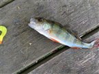 Aborre (Perca fluviatilis) - Fanget d. 1. juli 2023. aborrefiskeri, striber, rygfinne, regnorm, majs, spinner