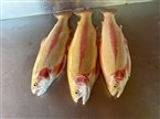 Guldørred (Oncorhynchus mykiss) - Fanget d. 16. oktober 2023. guldørredfiskeri, regnbueørred, put and take, dambrug