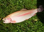 Guldørred (Oncorhynchus mykiss) - Fanget d. 31. juli 2023. guldørredfiskeri, regnbueørred, put and take, dambrug