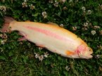 Guldørred (Oncorhynchus mykiss) - Fanget d. 24. juni 2023. guldørredfiskeri, regnbueørred, put and take, dambrug
