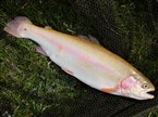 Guldørred (Oncorhynchus mykiss) - Fanget d. 14. maj 2023. guldørredfiskeri, regnbueørred, put and take, dambrug