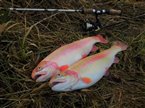 Guldørred (Oncorhynchus mykiss) - Fanget d. 20. februar 2022. guldørredfiskeri, regnbueørred, put and take, dambrug