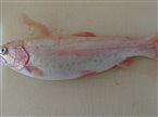 Guldørred (Oncorhynchus mykiss) - Fanget d. 19. oktober 2022. guldørredfiskeri, regnbueørred, put and take, dambrug