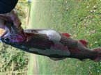 Regnbueørred (Oncorhynchus mykiss) - Fanget d. 23. oktober 2022. regnbueørredfiskeri, dambrug, put and take, flue, regnorm, powerbait