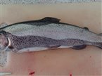 Regnbueørred (Oncorhynchus mykiss) - Fanget d. 19. oktober 2022. regnbueørredfiskeri, dambrug, put and take, flue, regnorm, powerbait