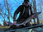 Sibirisk stør (Acipenser baerii) - Fanget d. 27. marts 2022. størfiskeri, put and take