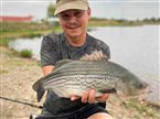 Solskinsbars (Morone chrysops x Morone saxatilis) - Fanget d. 9. juli 2023. solskinsbarsfiskeri sunshine bass fiskeri