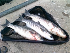 Multe (Chelon labrosus) - Fanget d. 4. juni 2011. multefiskeri, brød, sky, fight, spisefisk, flue