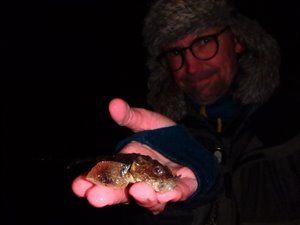 Panserulk (Agonus cataphractus) - Fanget d. 14. februar 2022. panserulkefiskeri, bundfisk