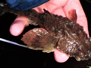 Panserulk (Agonus cataphractus) - Fanget d. 13. maj 2022. panserulkefiskeri, bundfisk