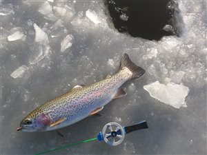 Isfiskeri - aborrer og regnbueørreder fra isen - 17. december 2017