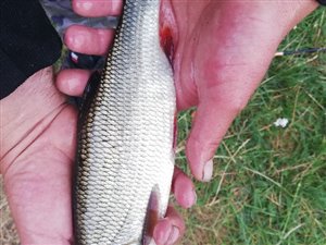 Rimte (Leuciscus idus) - Fanget d. 23. juli 2022. rimtefiskeri, brød