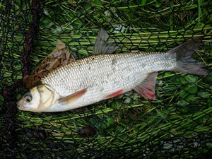 Rimte (Leuciscus idus) - Fanget d. 17. juni 2022. rimtefiskeri, brød