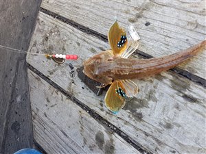 Rød knurhane (Chelidonichthys lucerna) - Fanget d. 25. juli 2019. knurhanefiskeri
