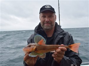 Rød knurhane (Chelidonichthys lucerna) - Fanget d. 2. august 2017. knurhanefiskeri