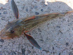 Rød knurhane (Chelidonichthys lucerna) - Fanget d. 24. juni 2021. knurhanefiskeri