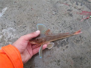 Rød knurhane (Chelidonichthys lucerna) - Fanget d. 27. juli 2015. knurhanefiskeri