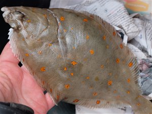 Rødspætte (Pleuronectes platessa) - Fanget d. 15. oktober 2023. rødspættefiskeri, øresund, børsteorm, fladfisk, djursland, glat